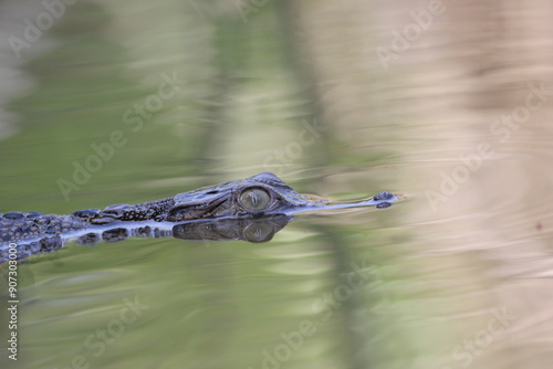 Fotografija crocodile, estuarine crocodile, an estuarine crocodile swimming in river water