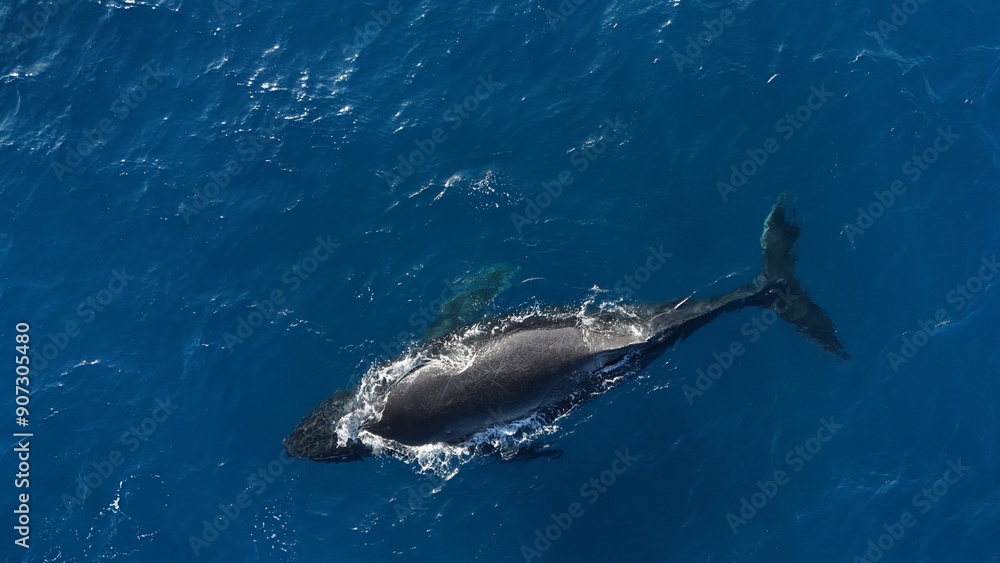 Naklejka premium default