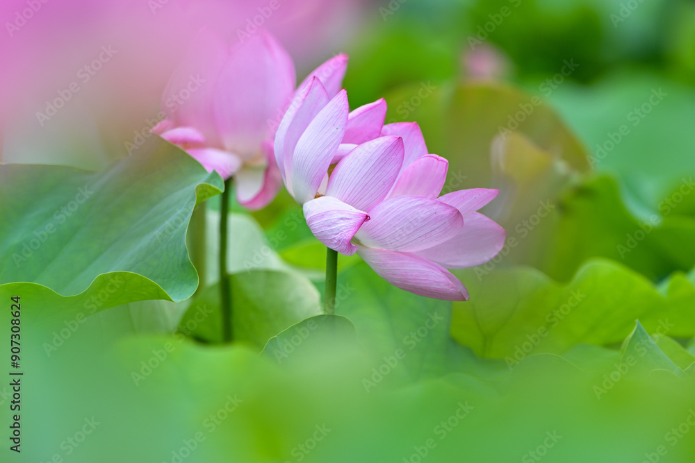 Fototapeta premium 蓮の花