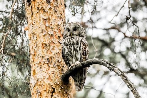 great horned owl