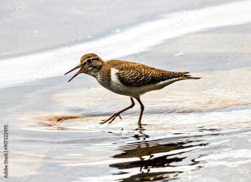 night heron