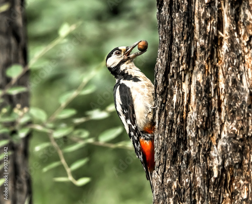 great spotted woodpecker