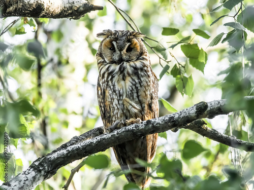 great horned owl
