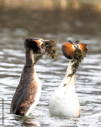 duck in the water
