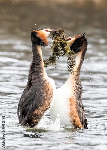duck in the water