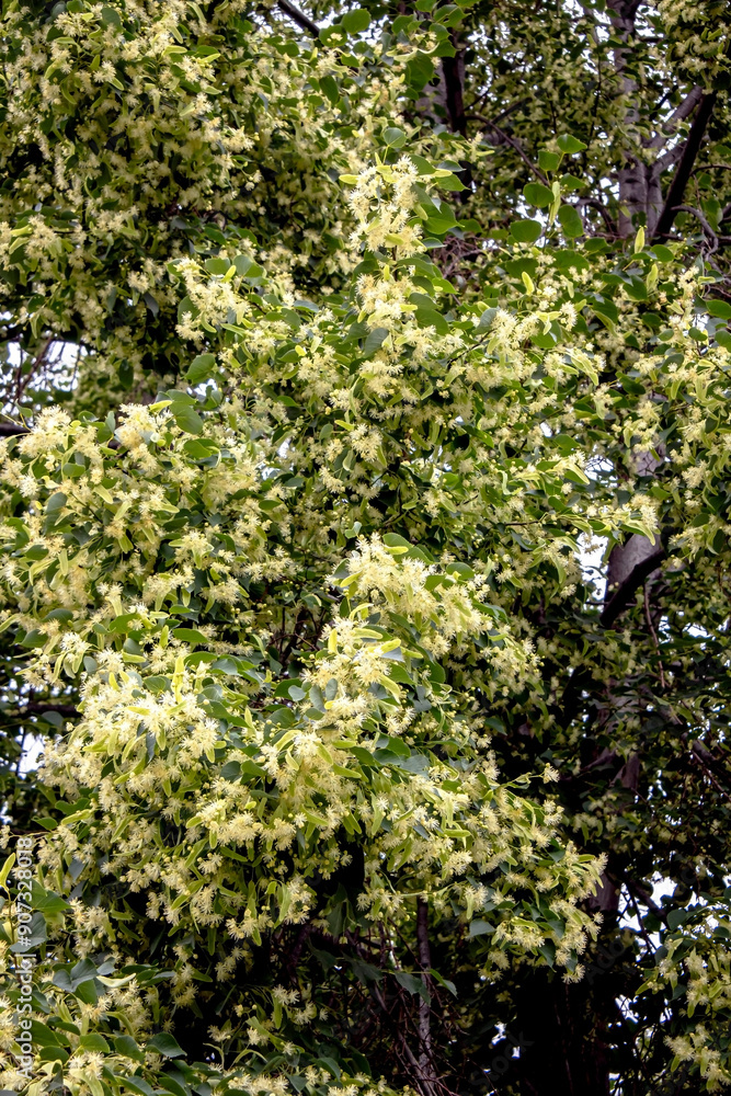Yellow inflorescences of a heart-shaped lime tree in the city garden Yellow inflorescences of a heart-shaped lime tree in the city garden