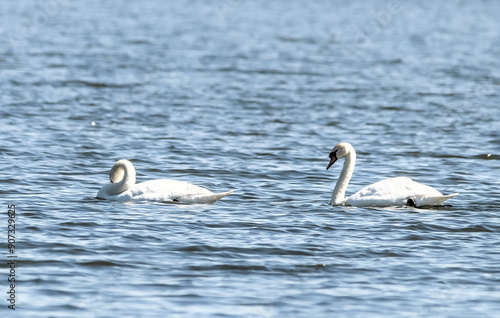 swans on the lake