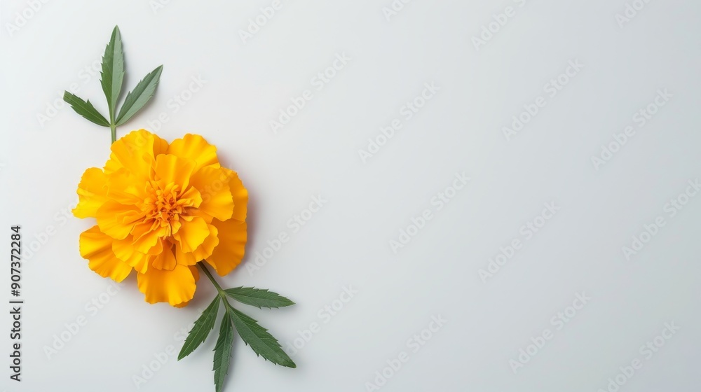 Close-up of a marigold flower, showcasing its bright petals, isolated on a clean background with space for text Close-up of a marigold flower, showcasing its bright petals, isolated on a clean background with space for text