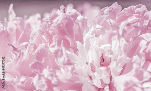 White pink peony petals. Soft focus. Abstract floral background for holiday design