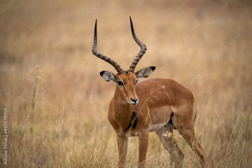Fototapeta premium Impalas are medium-sized antelopes that roam the savanna and light woodlands of eastern and southern Africa. In the rainy season, when food is plentiful, they may gather in large herds