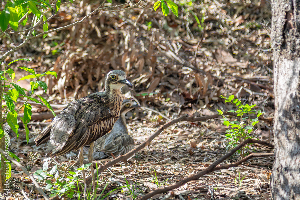 a bird in the grass a bird in the grass