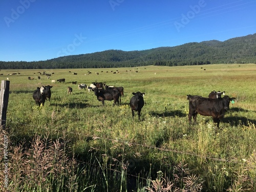 cows in the field