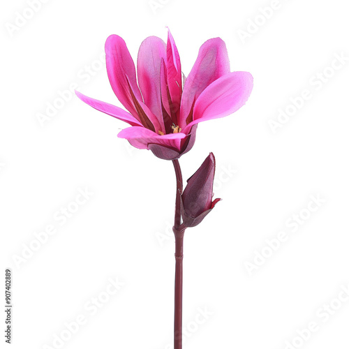 Beautiful Botanical Flower with Vibrant Pink Petals Isolated on Black Background - Perfect for Nature and Floral Stock Photography