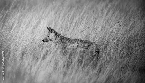 The side-striped jackal, is a canine native to central and southern Africa. The side-striped jackal primarily dwells in woodland and scrub areas photo