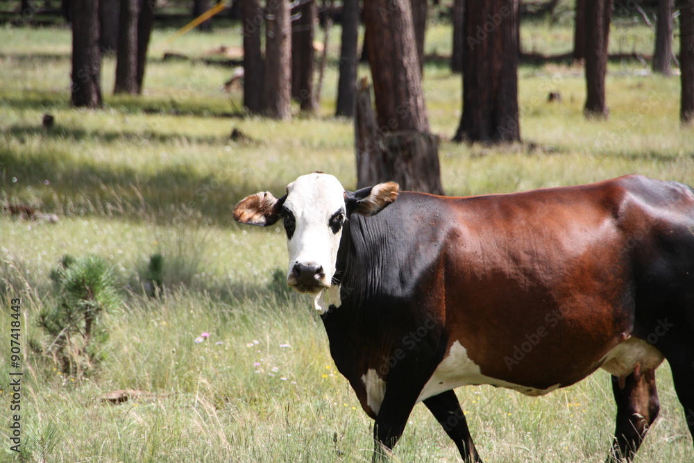 Fototapeta premium cow in a field