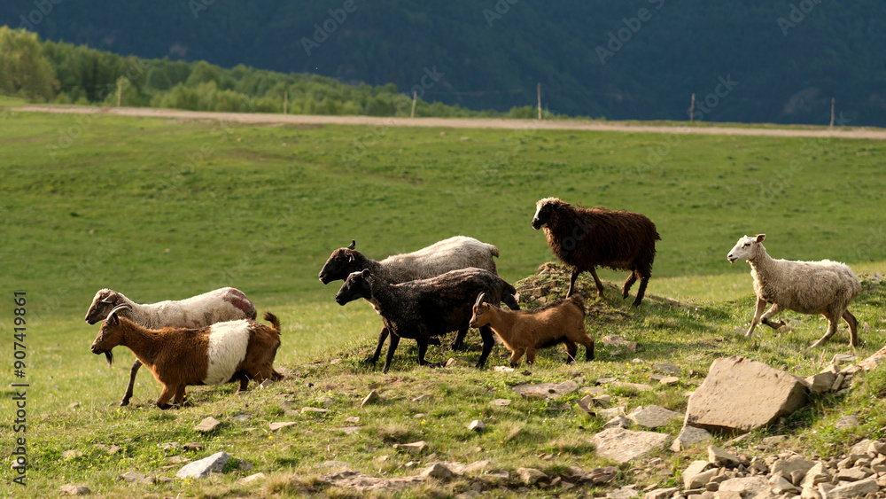 Fototapeta premium Sheep and goats walking across hillside