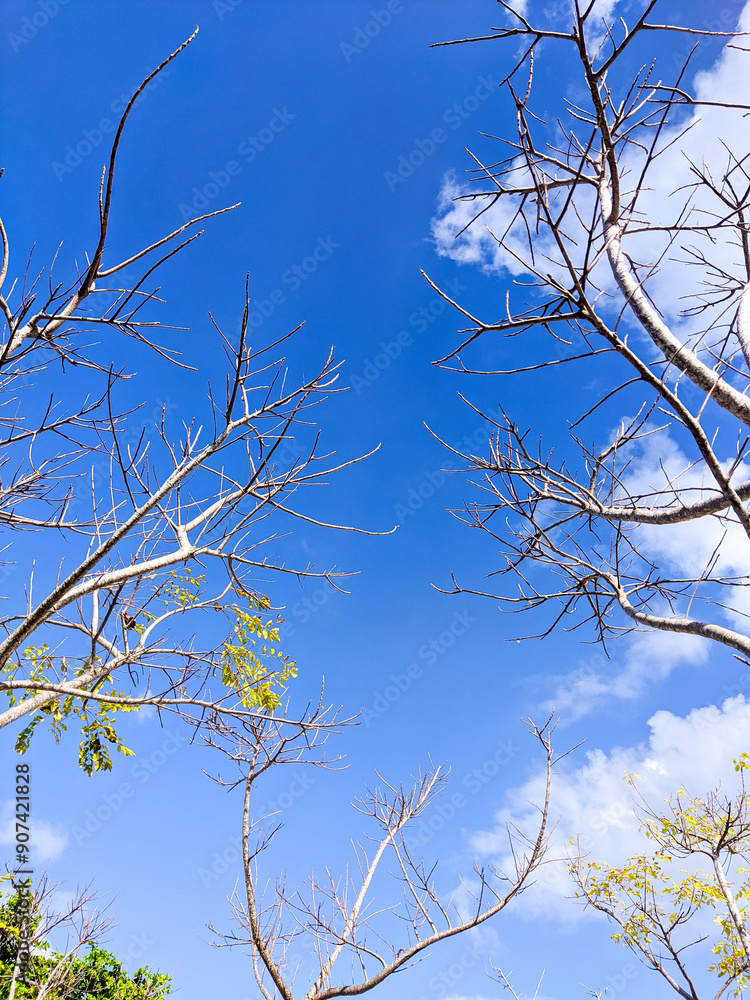 Obraz premium tree branches against blue sky, tree and blue sky, tree in the sky, tree against sky, tree in dry season, summer tree