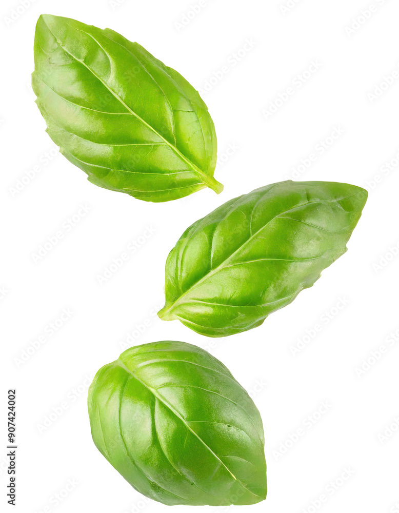Fresh green basil leaves arranged elegantly, perfect for culinary uses or herb-themed designs. Isolated on transparent or white background. Fresh green basil leaves arranged elegantly, perfect for culinary uses or herb-themed designs. Isolated on transparent or white background.