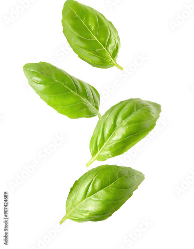 Fresh basil leaves isolated on a white background, perfect for culinary presentations and aromatic natural ingredients.