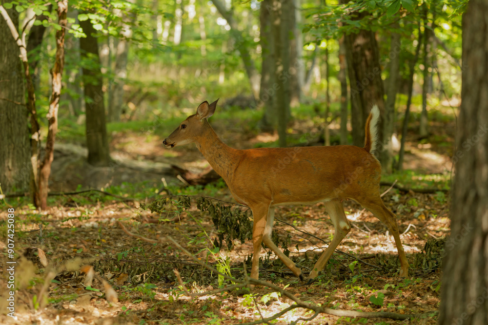 The white-tailed deer or Virginia deer (Odocoileus virginianus) Natural scene from Wisconsin state forest. The white-tailed deer or Virginia deer (Odocoileus virginianus) Natural scene from Wisconsin state forest.