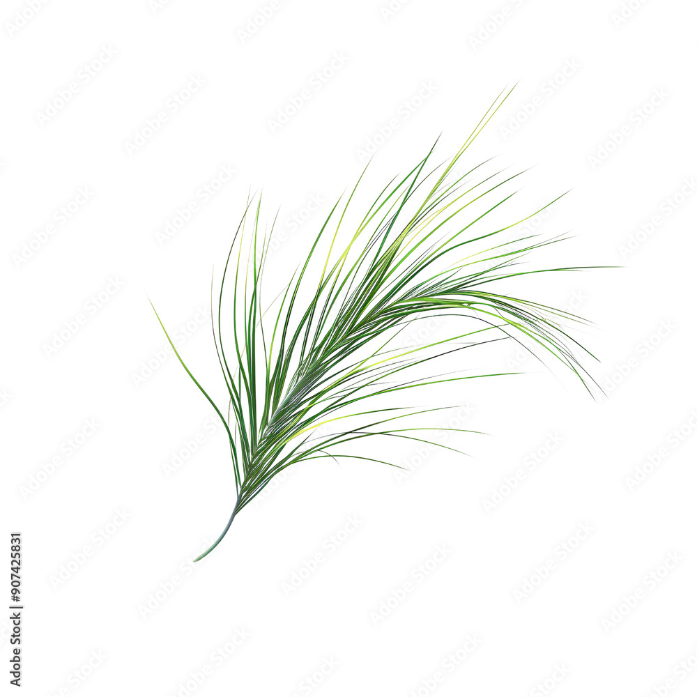 Close-Up of a Single Pine Needle Branch Isolated on a White Background Close-Up of a Single Pine Needle Branch Isolated on a White Background