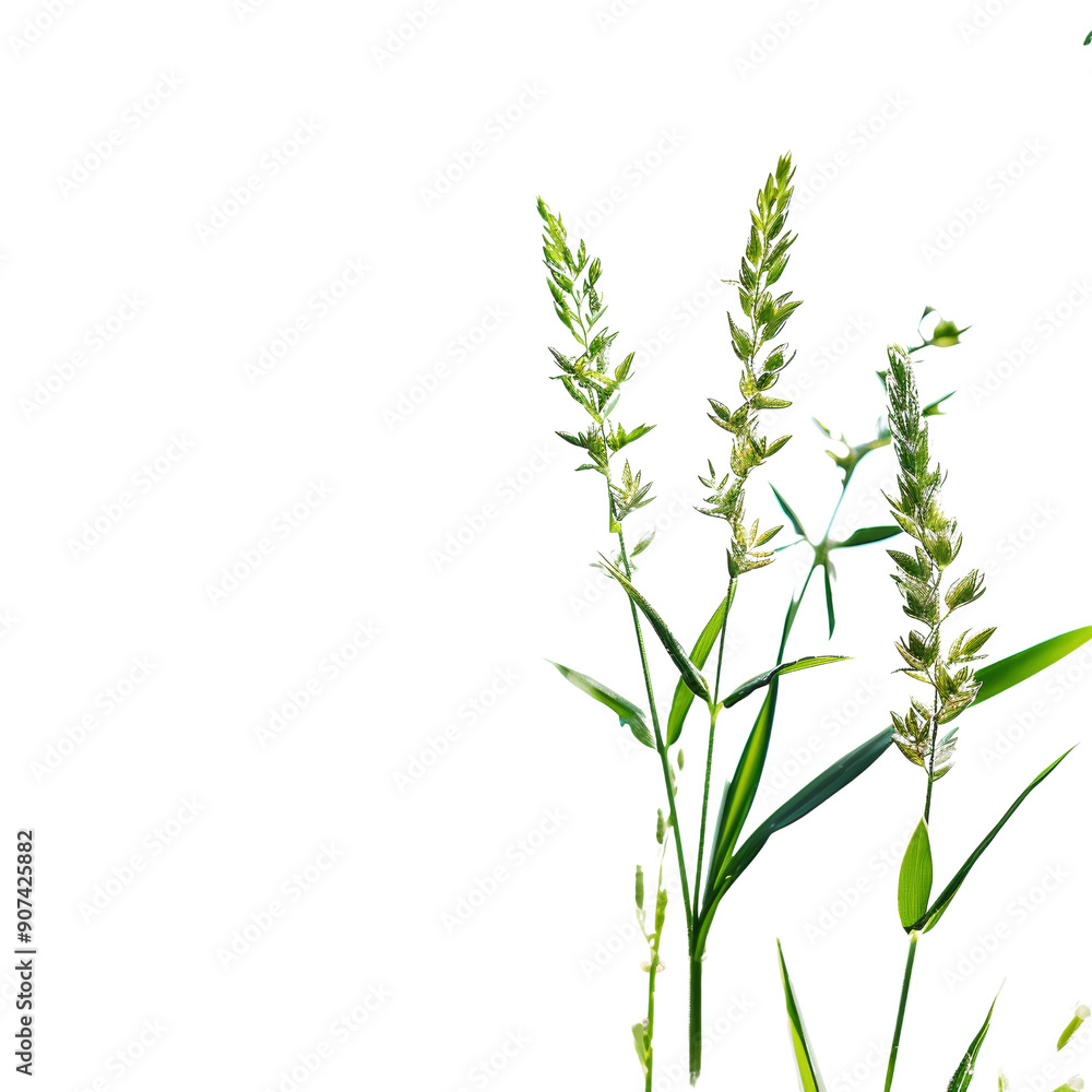Fototapeta premium Close-up of Green Grass Stalks Against a Clear Blue Sky on a Sunny Day