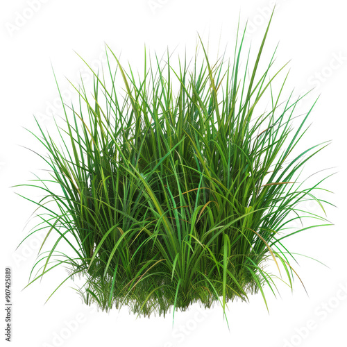 Lush Green Grass Bush Isolated on White Background for Landscaping and Nature Projects photo