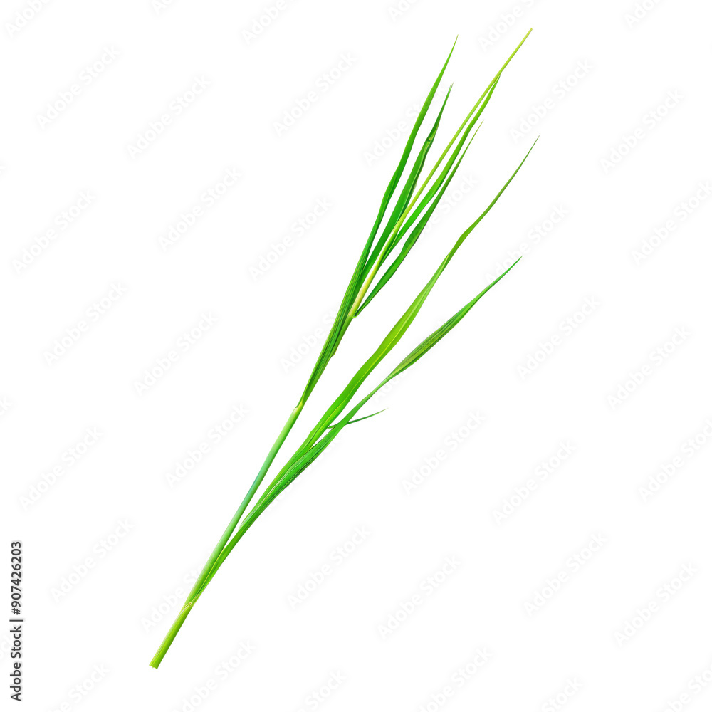 Fresh Green Chive Stalks Isolated on White Background - Perfect for Culinary and Botanical Uses in High-Resolution Fresh Green Chive Stalks Isolated on White Background - Perfect for Culinary and Botanical Uses in High-Resolution