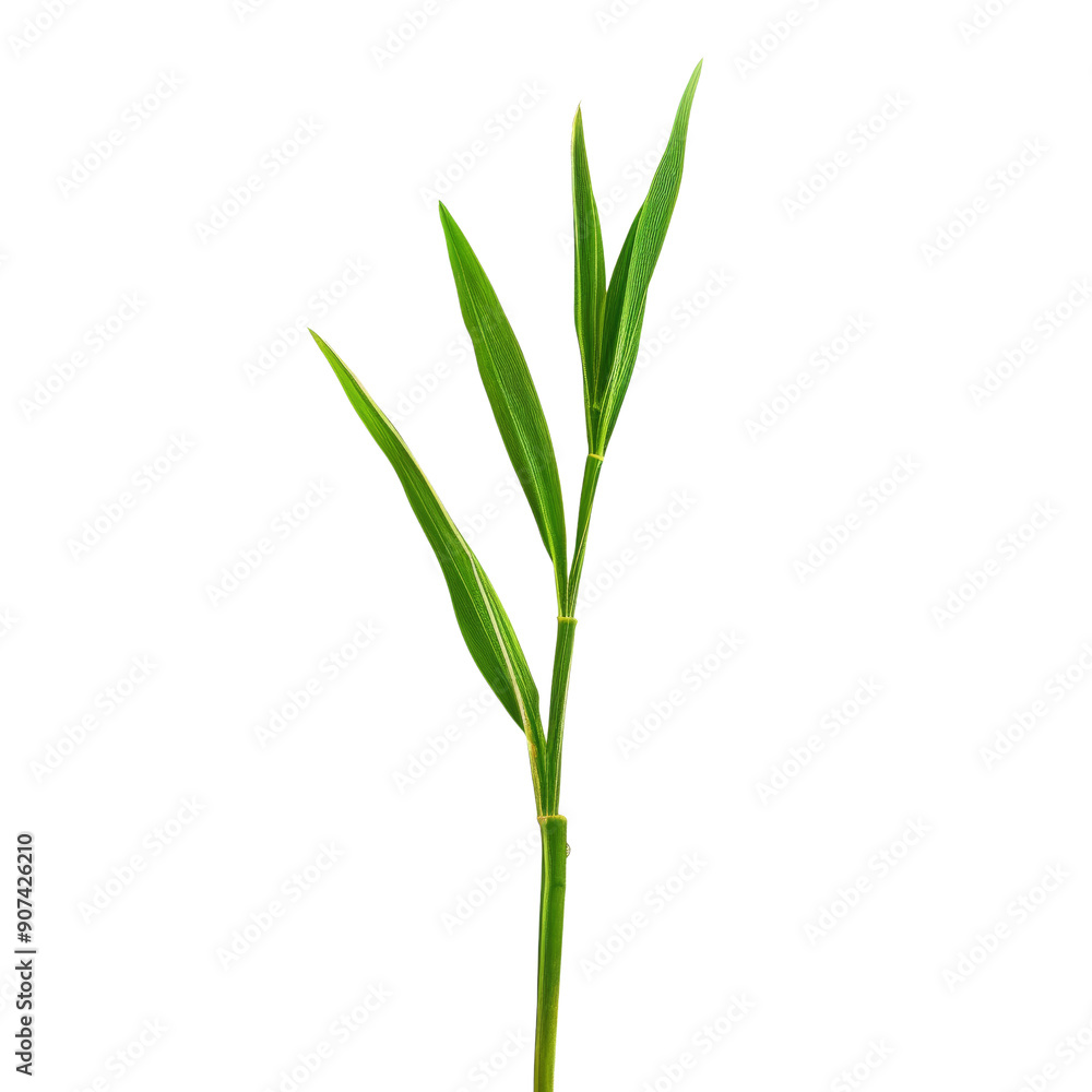 Close-Up of Fresh Green Bamboo Shoot Against Black Background Highlighting Natural Simplicity and Elegance Close-Up of Fresh Green Bamboo Shoot Against Black Background Highlighting Natural Simplicity and Elegance