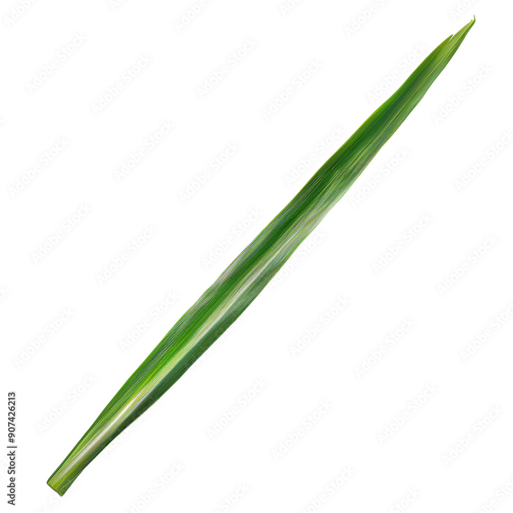 Close-up of a Single Green Leaf Isolated on White Background, Perfect for Nature and Botanical Themes Close-up of a Single Green Leaf Isolated on White Background, Perfect for Nature and Botanical Themes