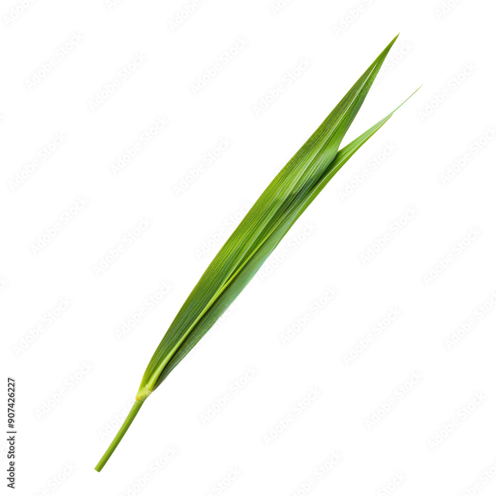 Single Green Palm Leaf Isolated on White Background, Perfect for Tropical and Nature-Themed Designs Single Green Palm Leaf Isolated on White Background, Perfect for Tropical and Nature-Themed Designs