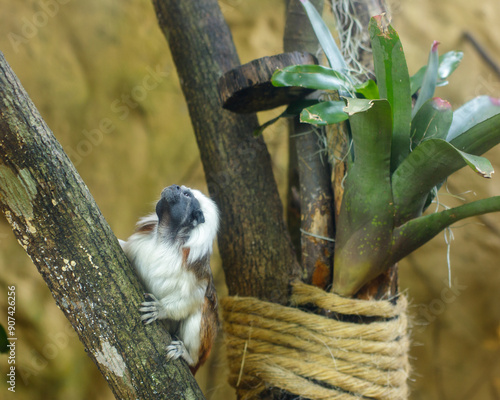 A small brown and white titi is perched on a tree branch. The titi is looking up at something. photo