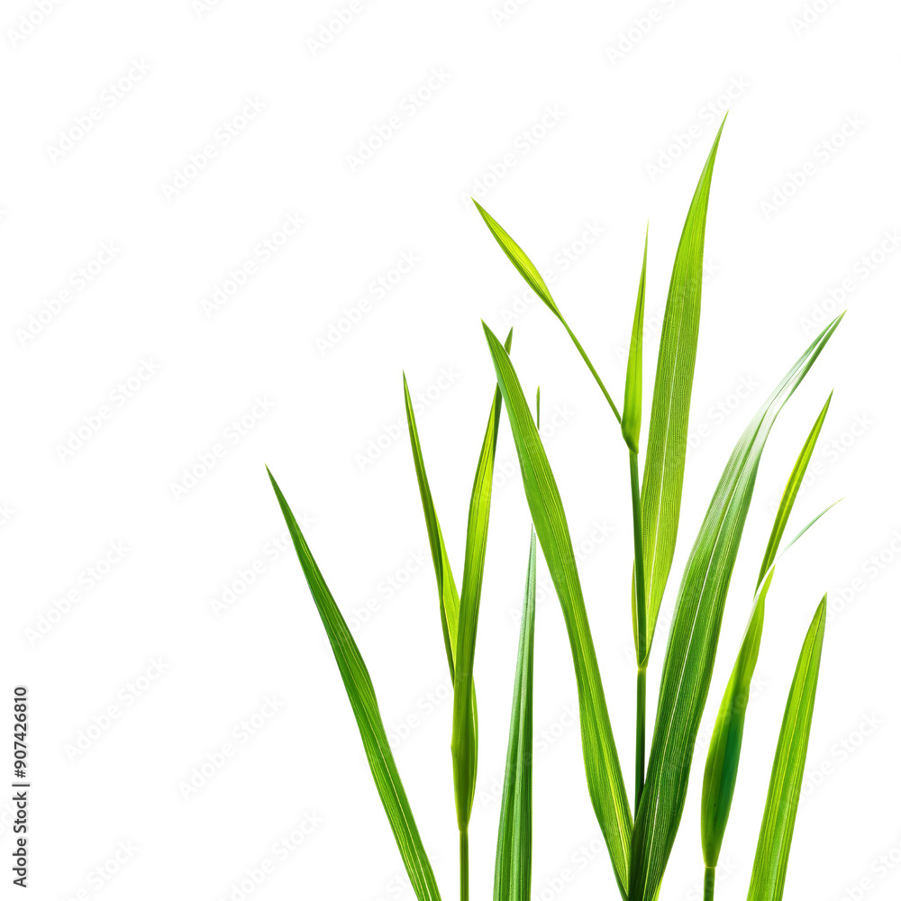 Close-Up of Fresh Green Grass Blades Isolated on Black Background with Dew Drops Close-Up of Fresh Green Grass Blades Isolated on Black Background with Dew Drops