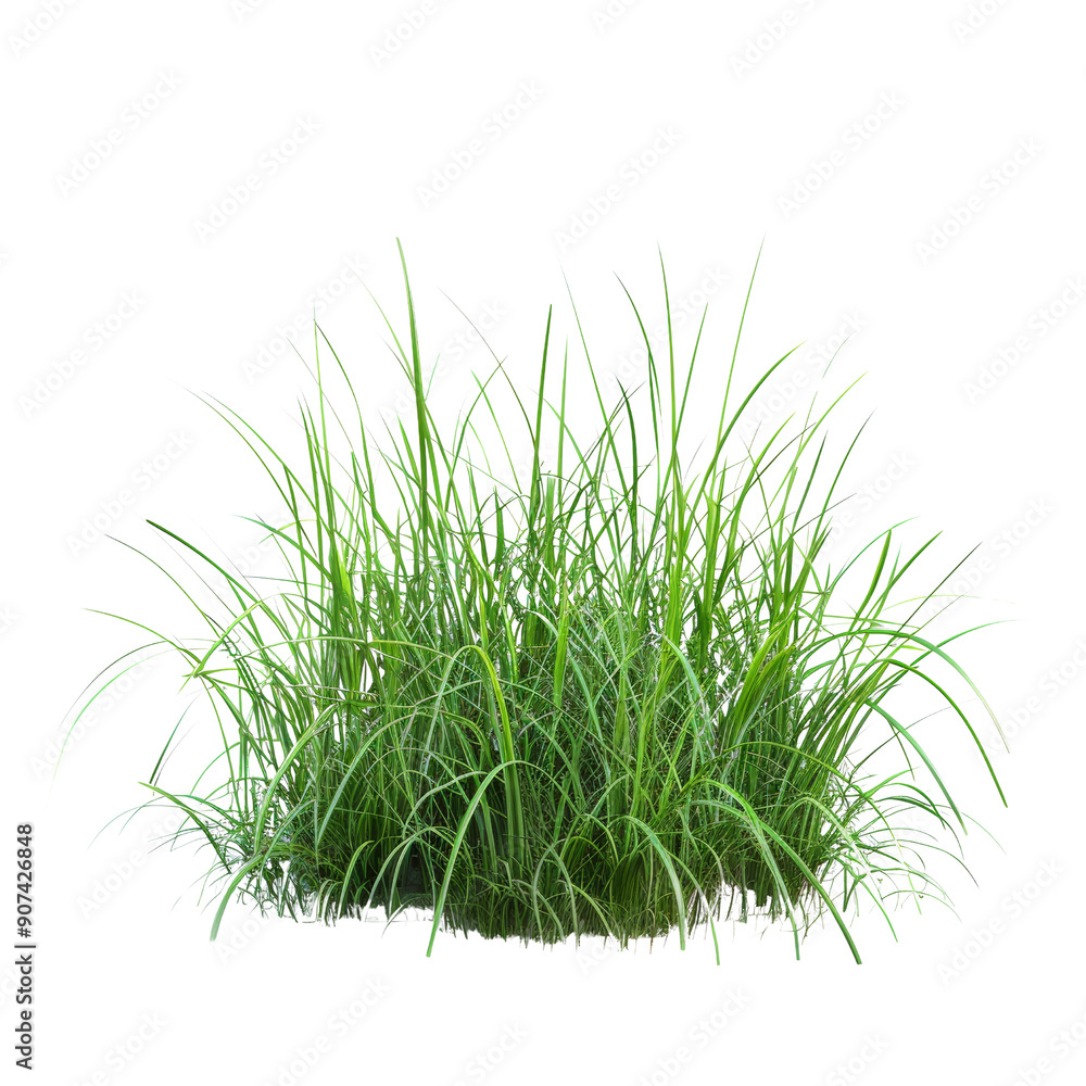 Lush Green Grass Plant Isolated on White Background, Perfect for Landscaping and Gardening Projects Lush Green Grass Plant Isolated on White Background, Perfect for Landscaping and Gardening Projects