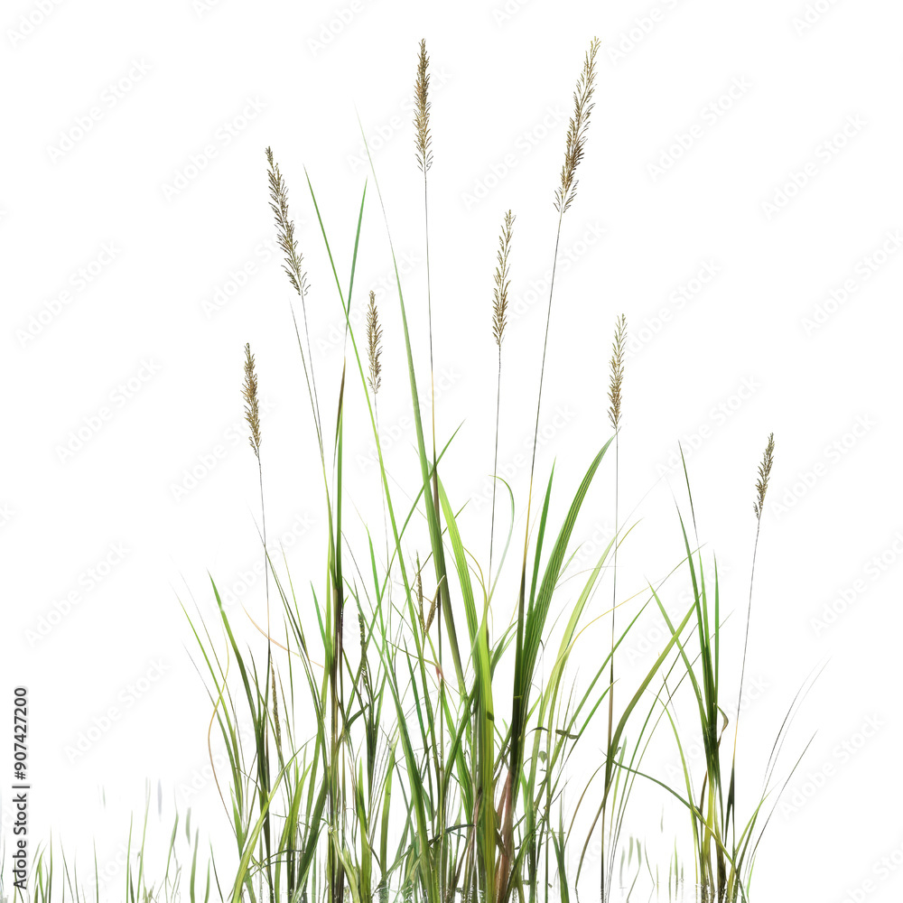 Close-Up of Tall Grass Stalks Against Black Background Highlighting Natural Beauty and Simplicity Close-Up of Tall Grass Stalks Against Black Background Highlighting Natural Beauty and Simplicity
