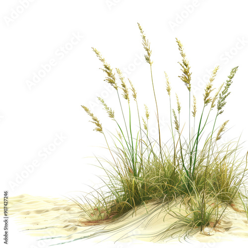 Coastal Sand Dune with Tall Grasses Blowing in the Wind on a Sunny Day photo