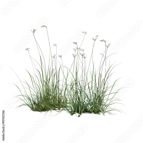 Lush Green Grass with Delicate Flowering Stems Isolated on Transparent Background