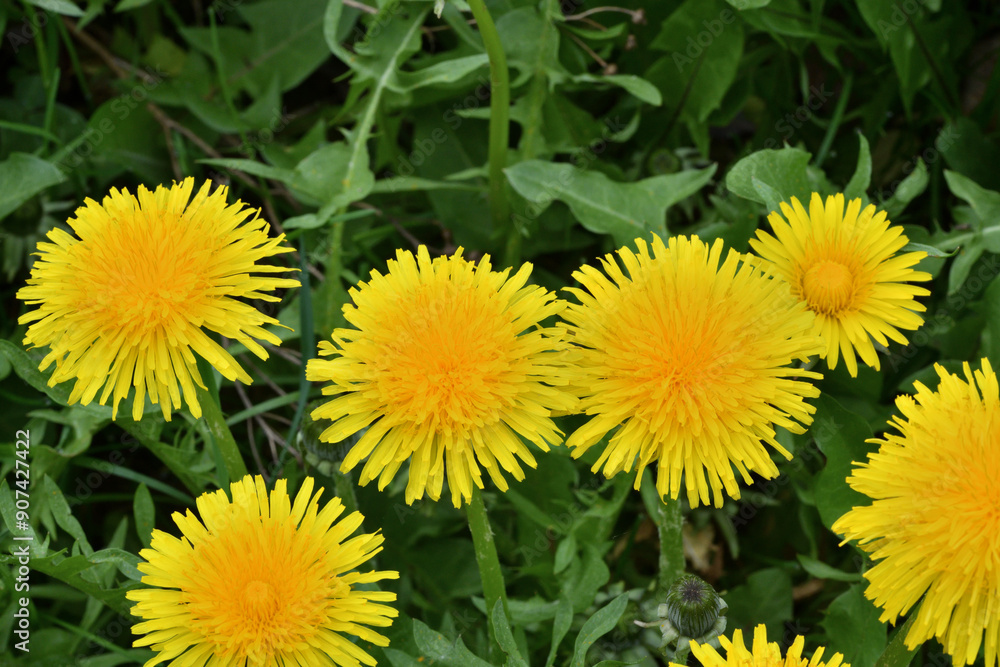 Macro of a yellow blooming dandelion flower on a green meadow