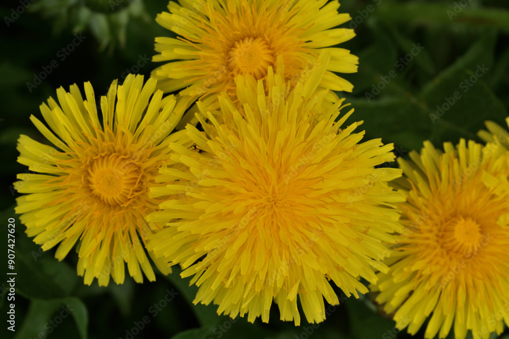 A view of a blooming yellow dandelion flower on a meadow in spring