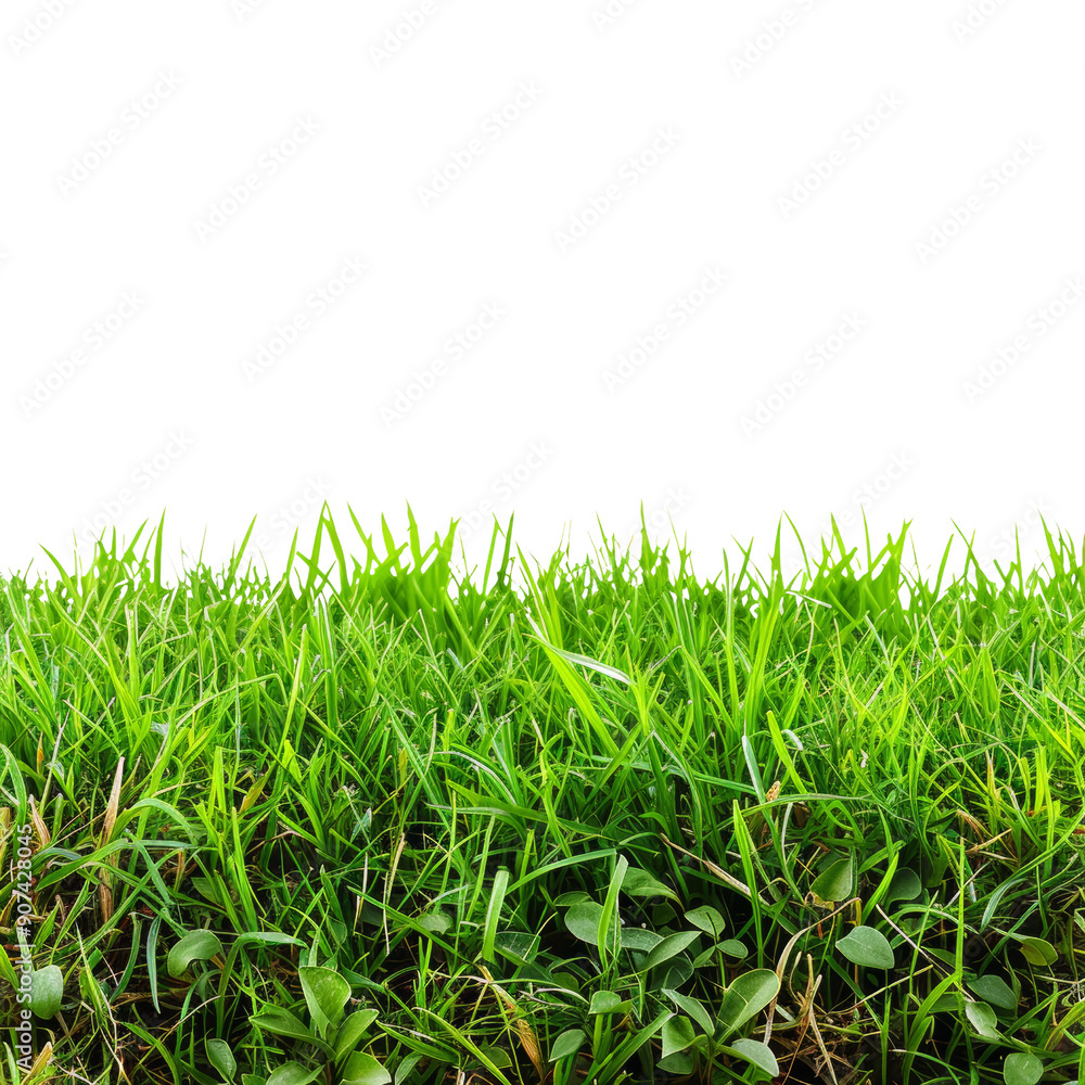 Fototapeta premium Lush Green Grass with Clovers on Black Background - Perfect for Nature and Gardening Themes