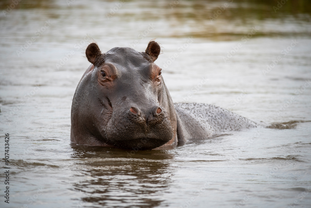 The hippopotamus, hippopotamuses or hippopotami, Hippopotamus amphibius, also shortened to hippo, hippos, further qualified as the common hippopotamus, Nile hippopotamus, or river hippopotamus The hippopotamus, hippopotamuses or hippopotami, Hippopotamus amphibius, also shortened to hippo, hippos, further qualified as the common hippopotamus, Nile hippopotamus, or river hippopotamus