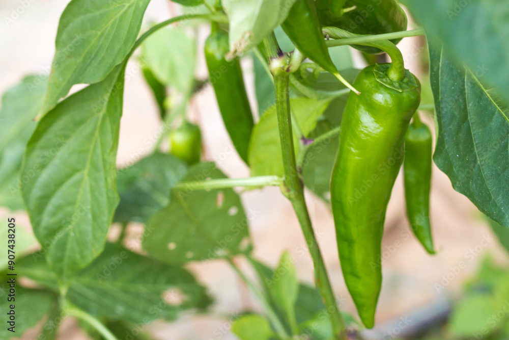 Background of fresh chili in an organically grown house Background of fresh chili in an organically grown house