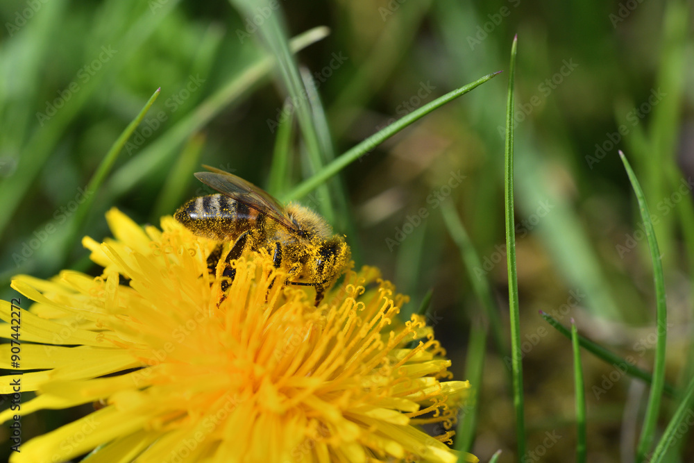 Macrophotography of bee polinating the dandelion flower in blossom