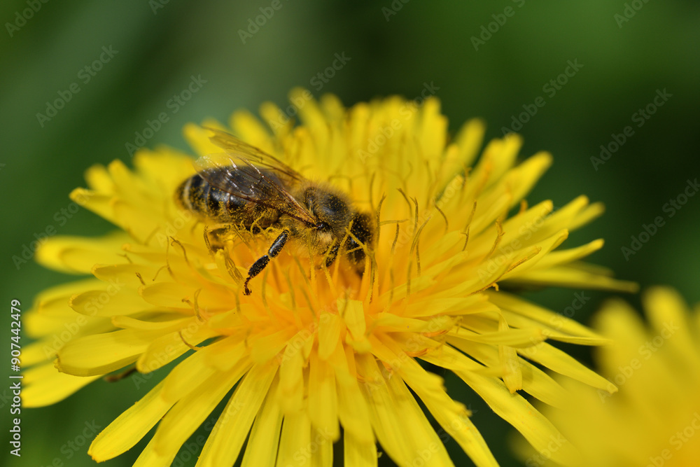 Bee collects pollen from a yellow dandelion fruit garden Bee collects pollen from a yellow dandelion fruit garden
