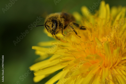 Obraz na płótnie Honey bee flies on blooming dandelion flower and collecting pollen w salonie