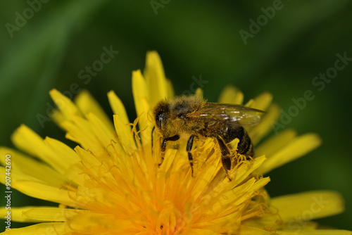 Bee collects pollen from a yellow dandelion fruit garden