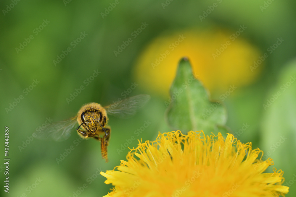Honey bee flies on blooming dandelion flower and collecting pollen