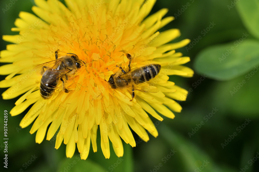 Macrophotography of bee polinating the dandelion flower in blossom