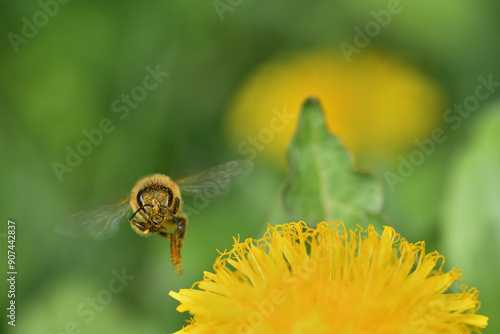Obraz na płótnie Honey bee flies on blooming dandelion flower and collecting pollen w salonie