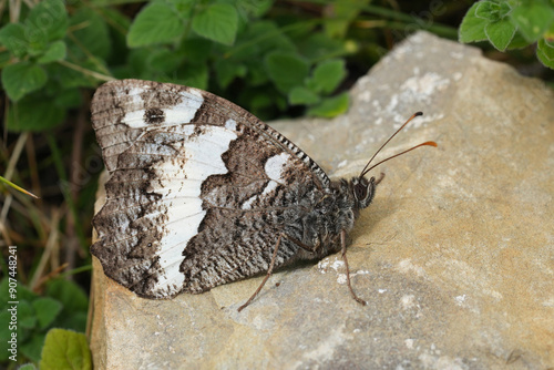 Closeup on a European Great Banded, Grayling butterfly, Brintesia circe sitting with closed wings on a stone photo